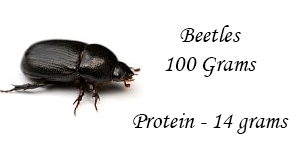 beetles protein