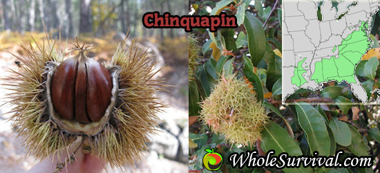 Chinquapin Nut